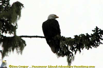 Bald Eagle - High in Tree
